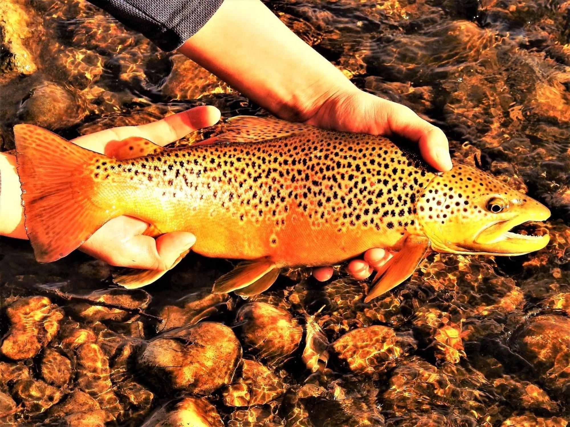 Let'S Go ! Fisherman, Families, Pools One Minute From Your Door, Comfort, Location Perfect, Amenity-Rich, Pup Friendly, Discover An Exceptional Wyoming Stay, Thermopolis River Walk Home At Hot Springs State Park, 'Where Families And Fisherman Stay' מראה חיצוני תמונה